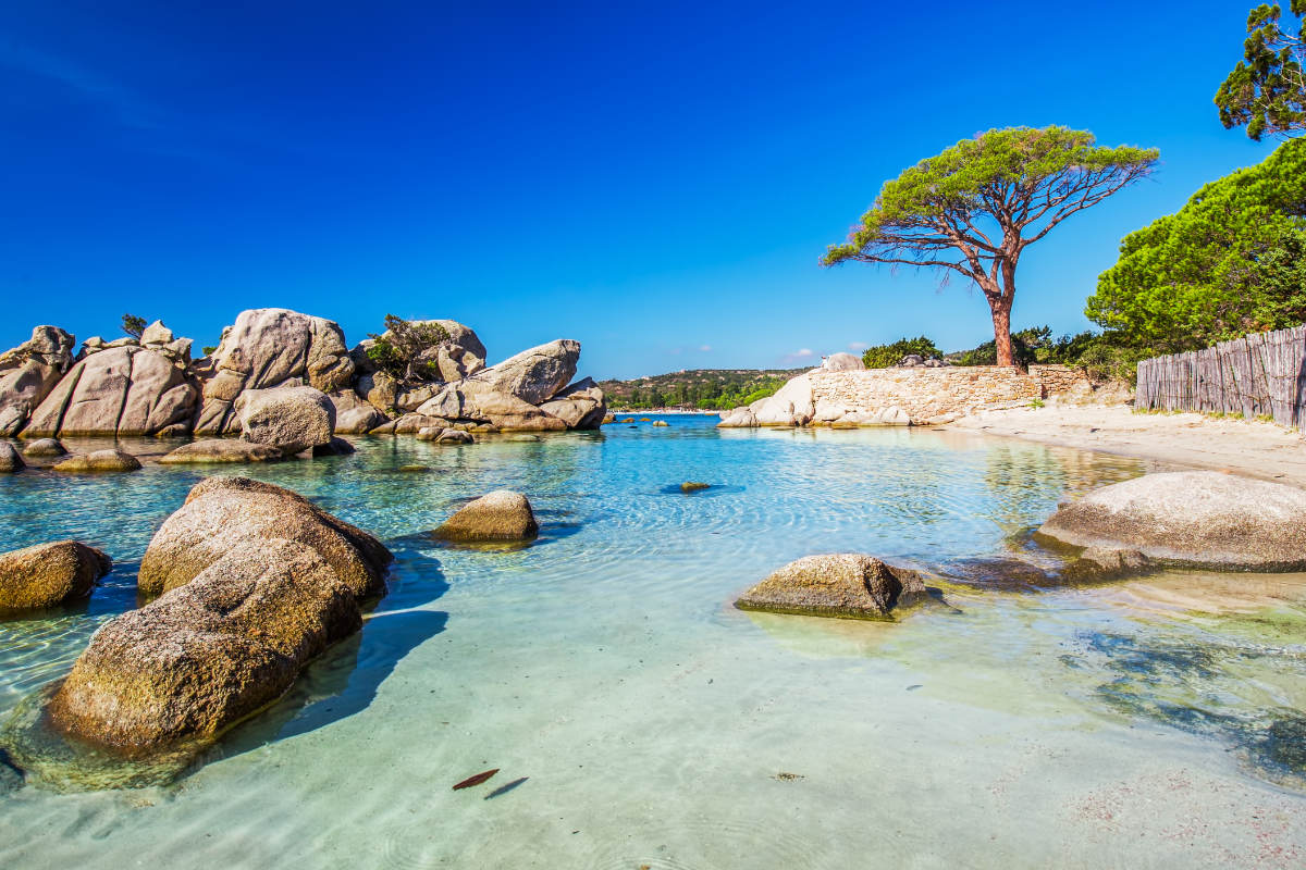Pine trees, crystal clear water and sandy beach of Palombaggia beach in Corsica.